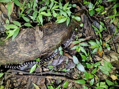 Bungarus multicinctus multicinctus