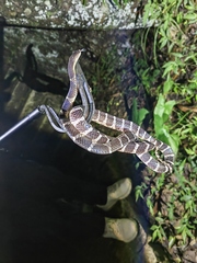 Bungarus multicinctus multicinctus