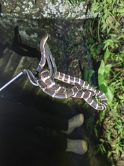 Bungarus multicinctus multicinctus