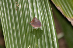 Arhopala madytus