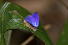 Arhopala madytus