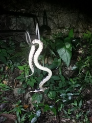 Bungarus multicinctus multicinctus