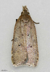 Dichomeris ventrellus