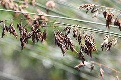 Thamnochortus glaber