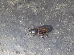 Chilothorax distinctus