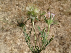 Lomelosia stellata