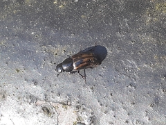 Chilothorax distinctus