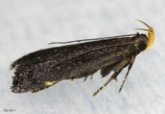 Dichomeris juncidella