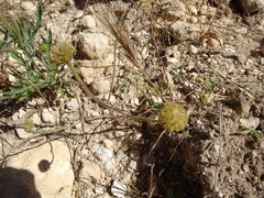 Anacyclus valentinus