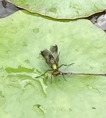 Poecilobothrus nobilitatus