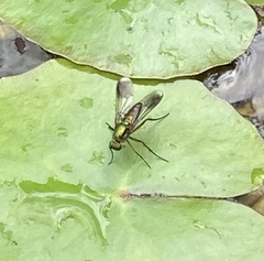 Poecilobothrus nobilitatus