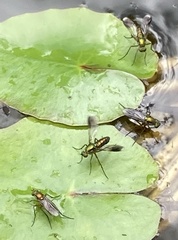Poecilobothrus nobilitatus