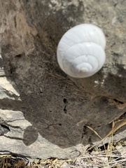 Sphincterochila candidissima