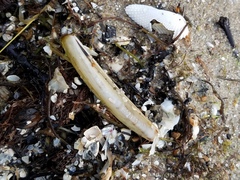 Ensis
