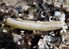 Ensis