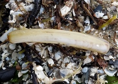 Ensis