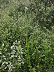 Arabis sagittata borealis