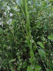 Arabis sagittata borealis