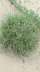 Fimbristylis sericea