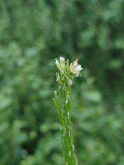 Arabis sagittata borealis
