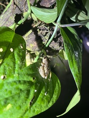 Pristimantis brevicrus