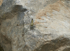 Orthetrum lineostigma