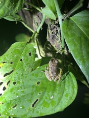 Pristimantis brevicrus