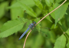 Orthetrum lineostigma