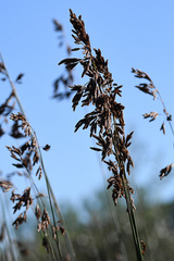 Thamnochortus glaber