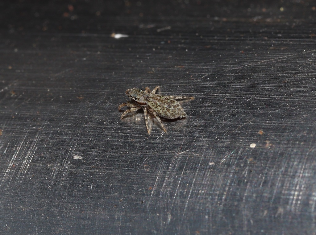 Helicius yaginumai