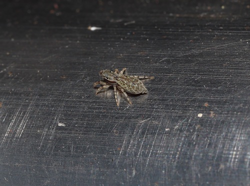 Helicius yaginumai