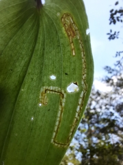 Liriomyza smilacinae