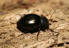 Meracantha contracta