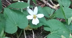 Viola canadensis