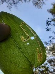 Liriomyza smilacinae