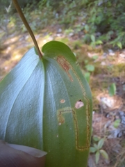 Liriomyza smilacinae