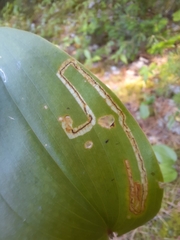 Liriomyza smilacinae