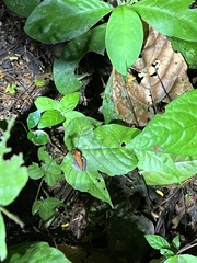 Pristimantis conspicillatus