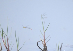Aciagrion
