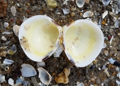 Laevicardium mortoni