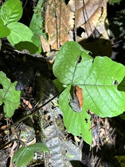 Pristimantis conspicillatus
