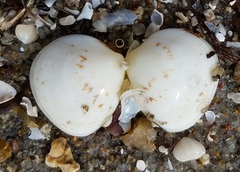 Laevicardium mortoni