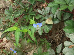 Commelina erecta erecta