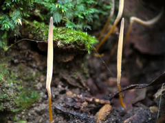 Clavaria tenuipes