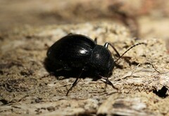 Meracantha contracta