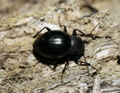 Meracantha contracta