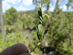 Polygala rupestris