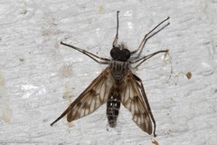 Furia ithacensis