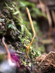 Clavaria tenuipes