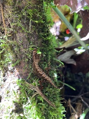 Anolis trachyderma